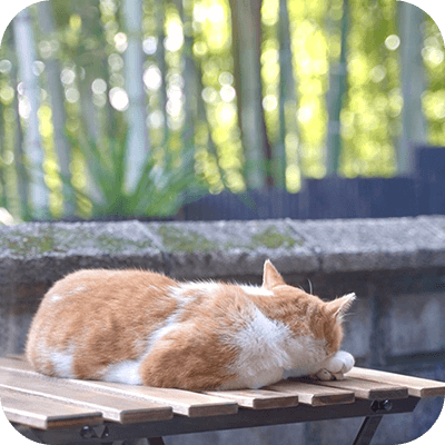 外にあるテーブルで昼寝する猫の後ろ姿