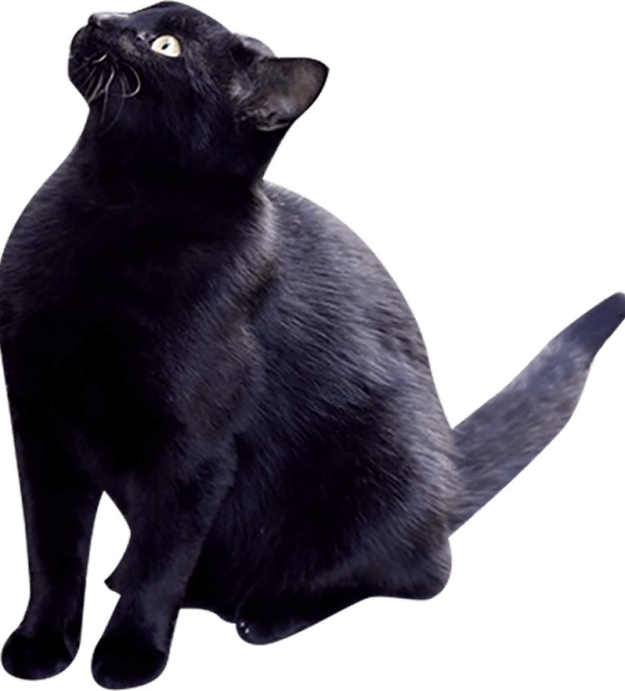 上を見上げる黒猫