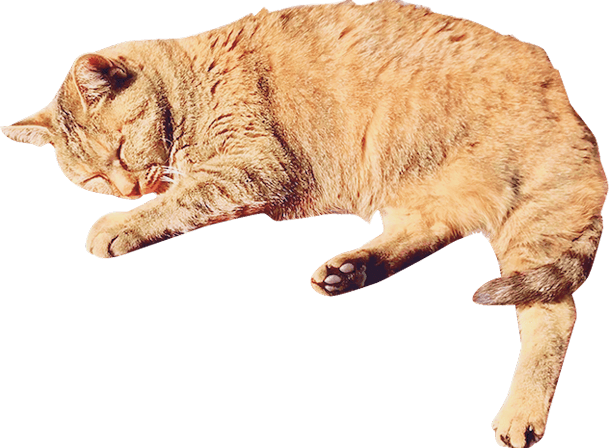 日向ぼっこして眠る猫