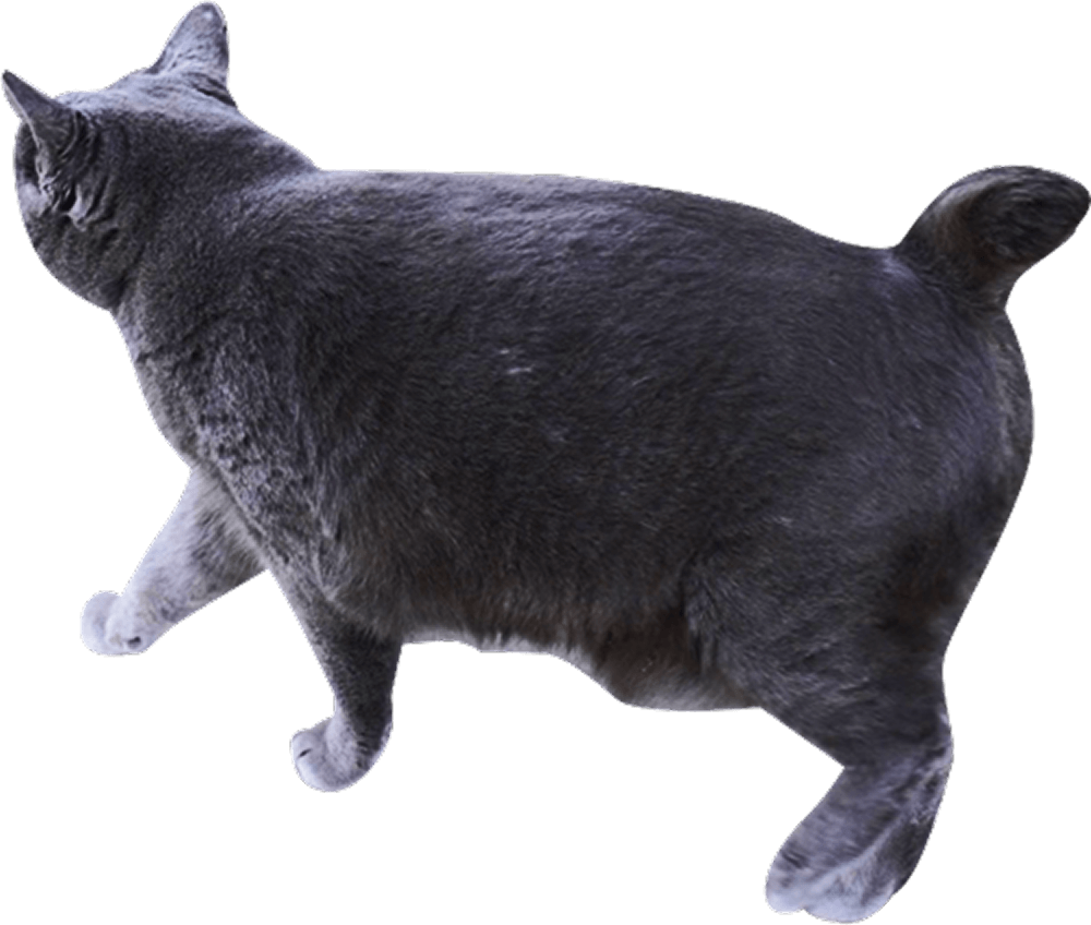 歩いてる猫の後ろ姿