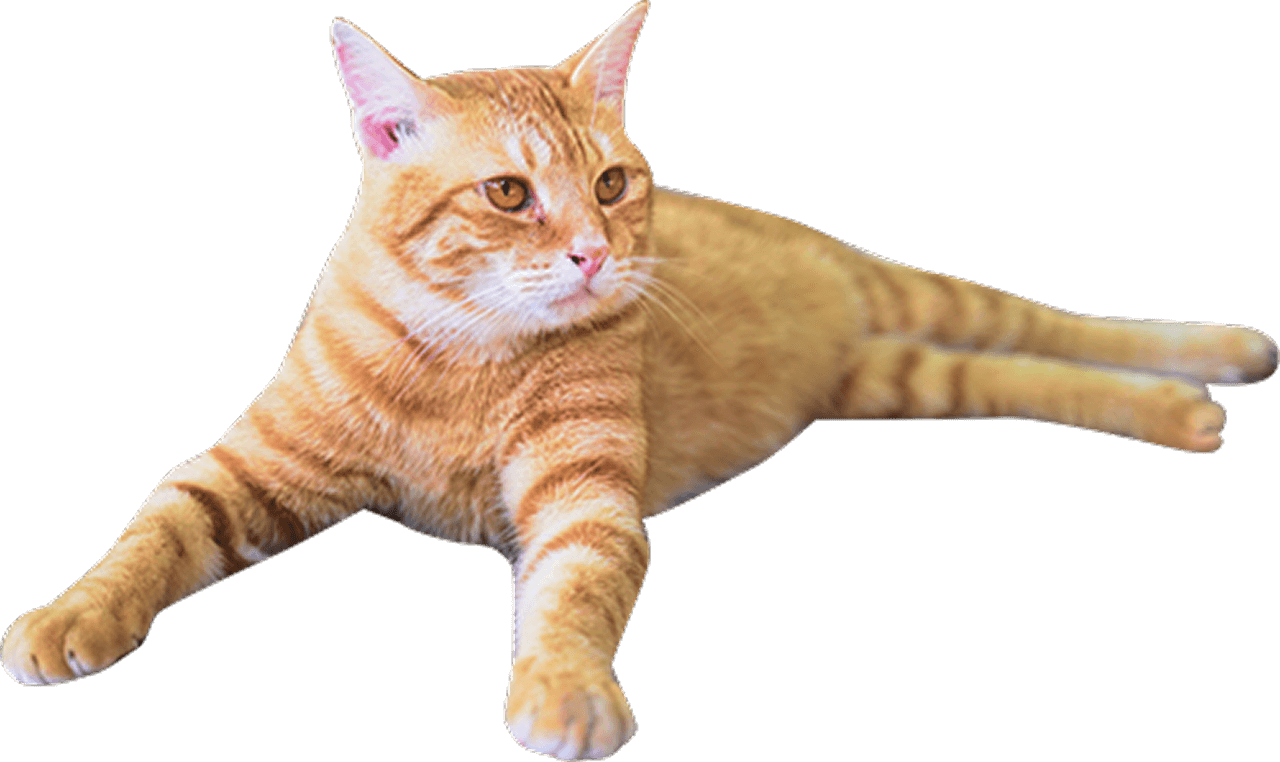 寝そべってる猫